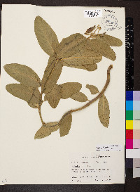 Asclepias viridis image