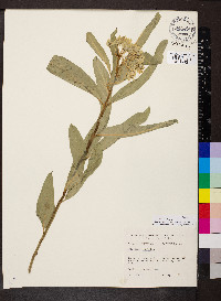 Asclepias viridis image