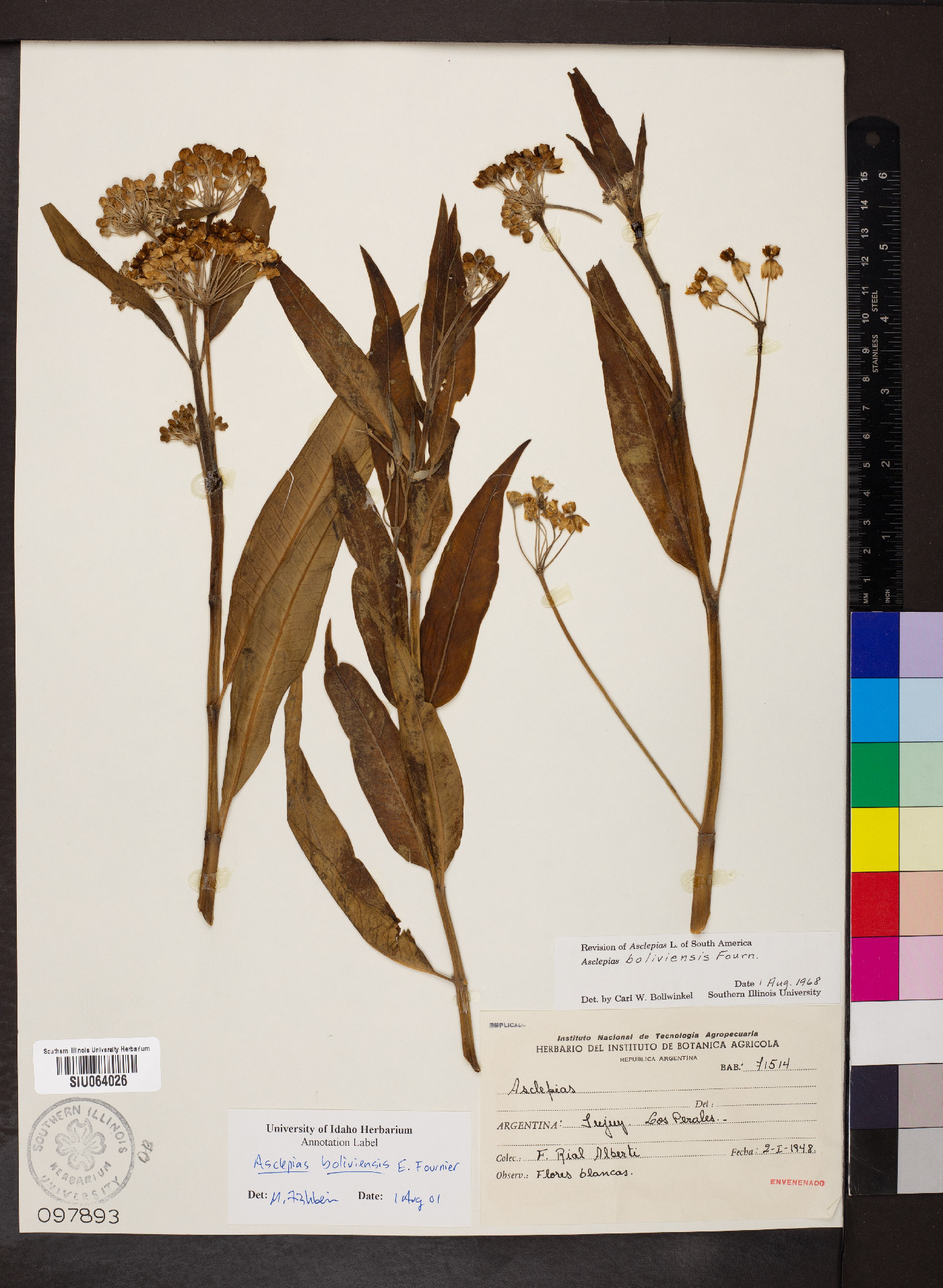 Asclepias boliviensis image