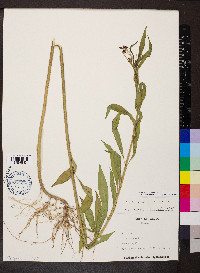 Asclepias curassavica image