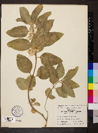 Asclepias oenotheroides image