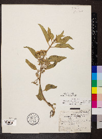 Asclepias oenotheroides image