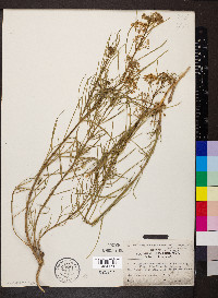 Asclepias subverticillata image