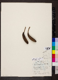 Aspidosperma cylindrocarpon image
