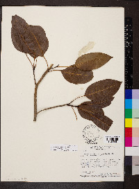 Aspidosperma cylindrocarpon image