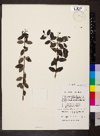 Cameraria latifolia image