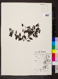 Cameraria latifolia image