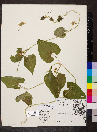 Cynanchum laeve image
