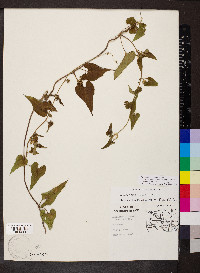 Cynanchum laeve image