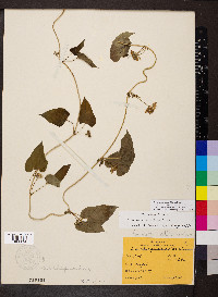 Cynanchum laeve image