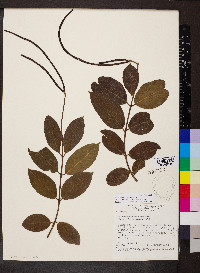 Forsteronia pubescens image