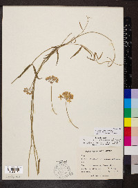 Funastrum clausum image