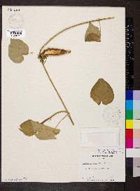 Ibatia maritima image