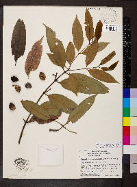 Lacmellea panamensis image