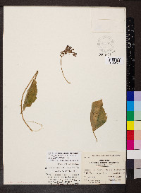 Matelea decipiens image