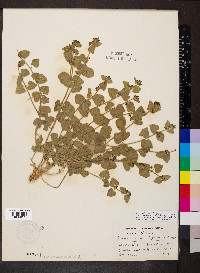 Matelea biflora image