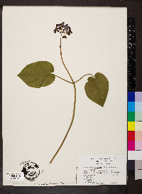 Matelea carolinensis image