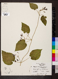 Matelea decipiens image