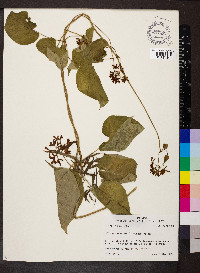 Matelea decipiens image