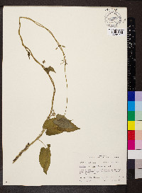 Matelea decipiens image