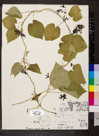 Matelea decipiens image