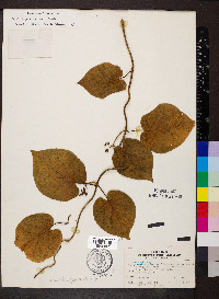 Matelea decipiens image