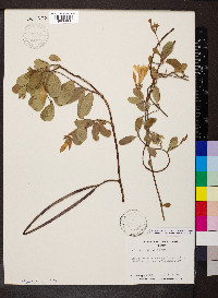 Pentalinon luteum image