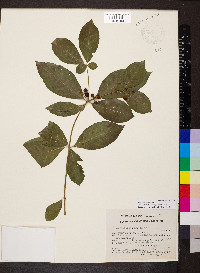 Rauvolfia tetraphylla image