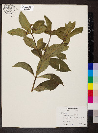 Rauvolfia tetraphylla image