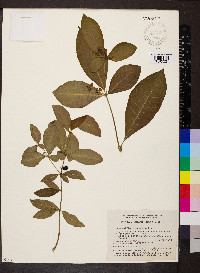 Rauvolfia tetraphylla image