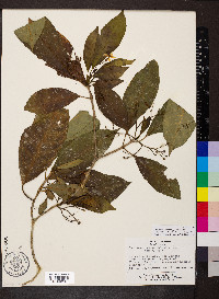 Tabernaemontana amygdalifolia image