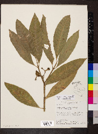 Tabernaemontana siphilitica image