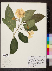 Tabernaemontana divaricata image