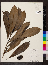 Thevetia ahouai image