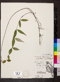 Thyrsanthella difformis image