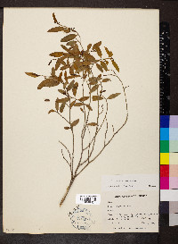 Vallesia glabra image