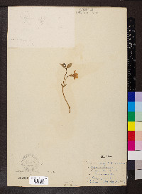 Vinca minor image