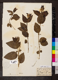 Vinca difformis image