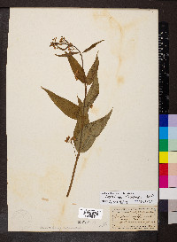 Vincetoxicum hirundinaria image