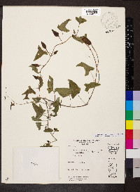 Calystegia sepium var. americana image