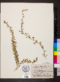 Convolvulus prostratus image