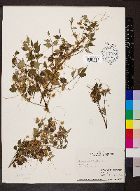 Cuscuta campestris image