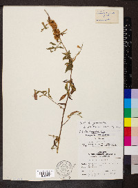 Cuscuta compacta image