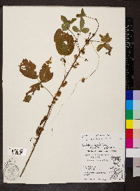 Cuscuta compacta image