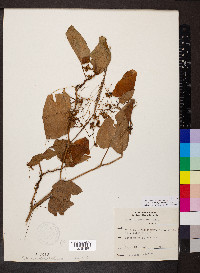 Cuscuta compacta image