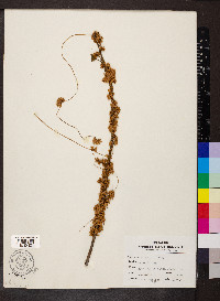 Cuscuta compacta image