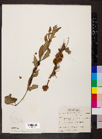 Cuscuta compacta image