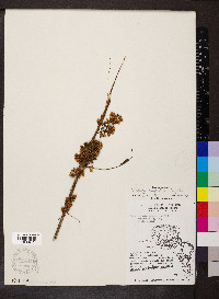 Cuscuta cuspidata image