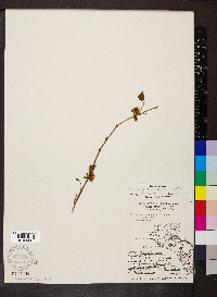 Cuscuta cuspidata image