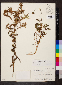 Cuscuta cuspidata image